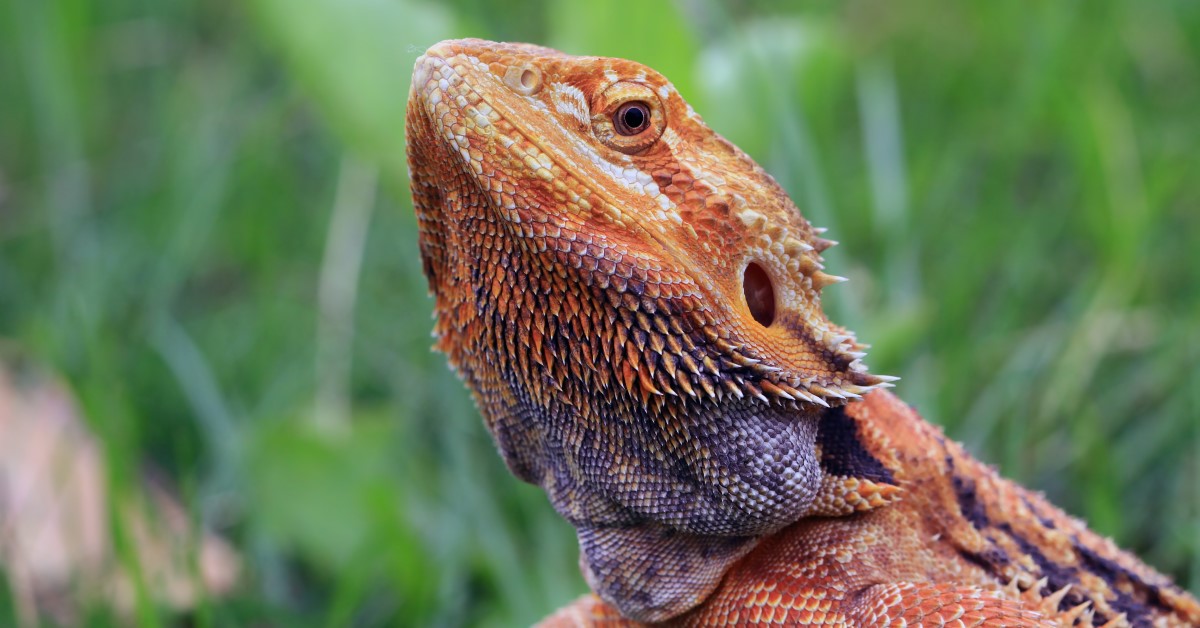 How to Teach A Bearded Dragon to Walk on a Leash